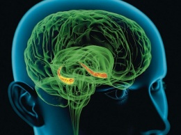 Российские ученые выяснили, как стресс влияет на работу мозга