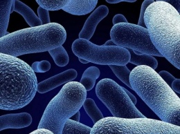 Ученые нашли в крови человека «спящих» бактерий-убийц