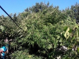Житель Бердянского района поставил производство марихуаны на поток