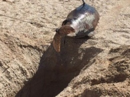 В Кирилловке на пляж море выкинуло труп дельфина, - ФОТО