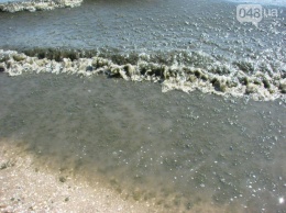 Море Одессы превратилось в болото из водорослей (фото)