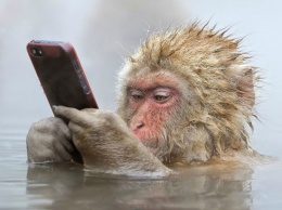 В Крыму в честь iPhone 7 назвали новорожденную обезьяну