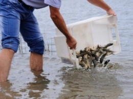 Осенью рыбаки запустят в водоемы Павлоградщины до двух тонн мальков