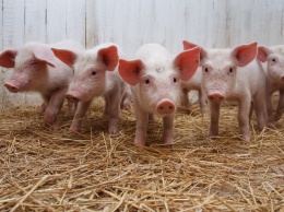 В Харьковской обл. зарегистрировали вспышку африканской чумы свиней