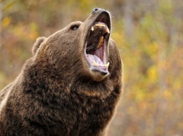 В Красноярском крае медведь напал на двух посетителей заповедника