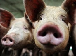 В Черниговской области обнаружили чуму свиней