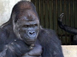 Красивейший самец гориллы стал любимцем женщин в Японии