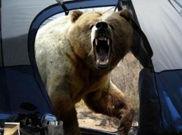 В Сибири медведь напал на туристов в палатке