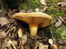 Опасные грибы: взрослый и ребенок отравились грибами