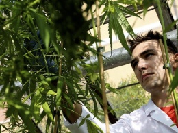 Британский парламент призвал легализовать марихуану