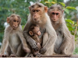 Ученые впервые заразили беременных обезьян вирусом Зика