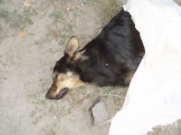 В Киеве неизвестные убили десяток собак