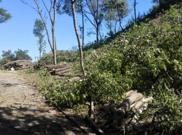 Участок на Старокиевской горе, где вырубили 163 дерева, относится к оползнеопасным - СУППР