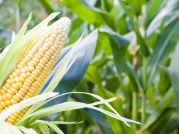 Украина увеличит производство кукурузы на 11%, - USDA