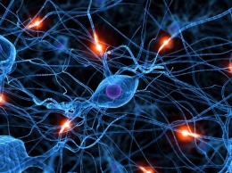 Ученые открыли метод регенерации нервных клеток