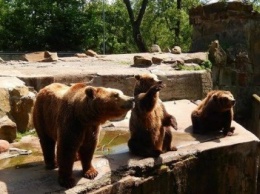 В 60 километрах от Павлограда поселились три медведя