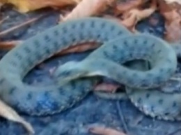 В Одессе змея заползла в парк и изрядно напугала прохожих