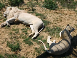 В Киевском зоопарке львов поселят над головами посетителей