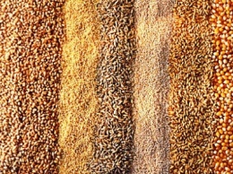 На Полтавщине приступили к посеву озимых зерновых
