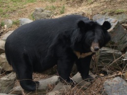 На Дальнем Востоке сотрудникам заповедника пришлось вывозить из села пьяную медведицу