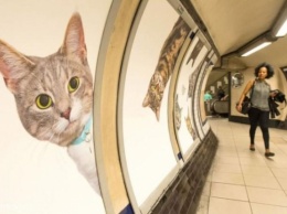 В Лондоне кошки заполонили станцию метро