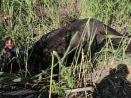 В Мариуполе спасатели вытащили корову из грязи (ФОТО)