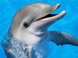 Ялтинский суд оштрафовал на полмиллиона рублей дельфинарий и постановил конфисковать морских животных