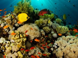 Исследование показало, как волновая динамика и водные потоки влияют на коралловые рифы