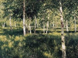 В России вырубили легендарные леса - у сына Медведева аллергия на березки