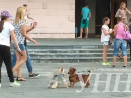 Парад собак состоялся в Ужгороде