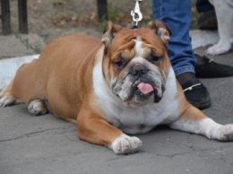 В Мариуполе выбрали самых красивых собак (ФОТО+ВИДЕО)