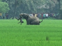 Во время фестиваля в Шри-Ланке слон убил женщину и ранил 11 человек