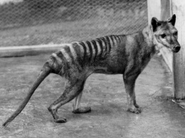 Считавшееся давно вымершим животное попало в Австралии в объектив видеокамеры