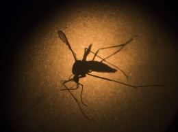 Вкусовые предпочтения малярийных комаров объяснила хромосомная перестройка