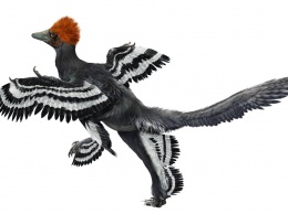 В КНР обнаружили останки птицеподобного динозавра