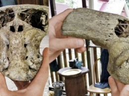 Палеонтологи нашли в Калифорнии череп странного существа