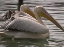 В харьковском Экопарке появились пеликаны (ВИДЕО)