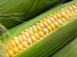 На Полтавщине снизилась урожайность кукурузы