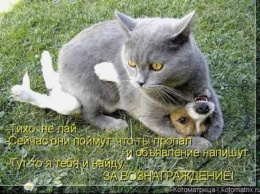 «Кто в доме хозяин»: подборка забавных фото котов (ФОТО)