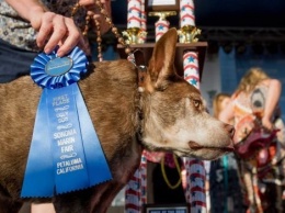 В США состоялся конкурс на звание самой уродливой в мире собаки