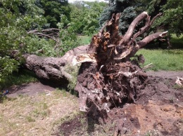В Саратове 12-летнего ребенка во время грозы убило дерево