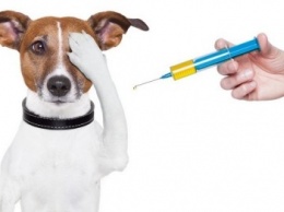 В Севастополе проходит вакцинация животных