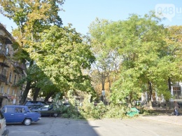 Упавшее дерево на Соборной площади перегородило одесситам проезд целиком (ФОТО)