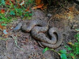 Во дворе столичной школы ученики обнаружили змею
