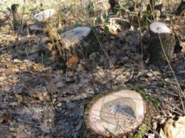 На Сумщине незаконно вырубили более сотни деревьев (ФОТО)