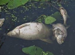 Мор рыбы зафиксировали в реке в Тернопольской области