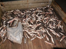 Кто устроил экологическую катастрофу с замором рыбы в Молочном лимане