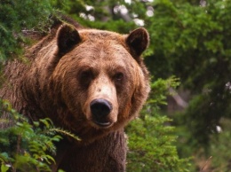 Участковый убил медведя в Амурской области, чтобы спасти детей