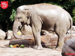 Сегодня в зоопарке празднуют День слона