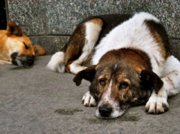Мелитопольские защитники животных заявили в полицию на харьковских «собаколовов»